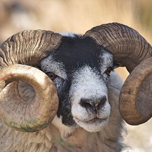Valais Blacknose