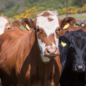 North Devon cattle
