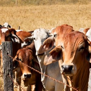 Brown Swiss cattle